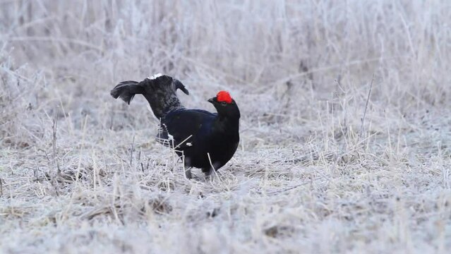 Black Grouse (Tetrao tetrix) in the field