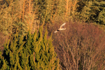 夕方ねぐら入りする飛翔する美しいハイイロチュウヒ（タカ科）。

日本国栃木県栃木市、渡良瀬遊水地にて。
ラムサール条約登録地。
2024年1月27日撮影。

A beautiful Northern harrier (Circus cyaneus, family comprising hawks) returning to its nest in the evening.

At WATARASE