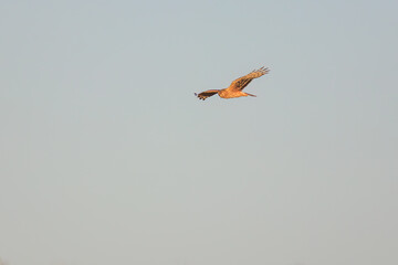 夕方ねぐら入りする飛翔する美しいハイイロチュウヒ（タカ科）。

日本国栃木県栃木市、渡良瀬遊水地にて。
ラムサール条約登録地。
2024年1月27日撮影。

A beautiful Northern harrier (Circus cyaneus, family comprising hawks) returning to its nest in the evening.

At WATARASE