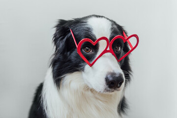 St. Valentine's Day concept. Funny puppy dog border collie in red heart shaped glasses isolated on white background. Lovely dog in love celebrating valentines day. Love lovesick romance postcard