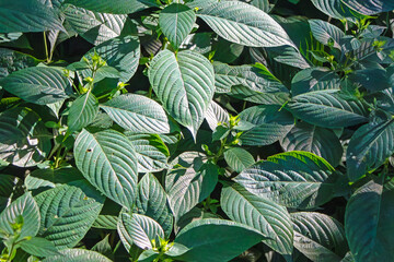 Eranthemum Pulcellum. Its name means beautiful flower . Very beautiful flowers. They appear in late winter and early spring. green leaves,