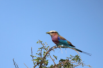 Gabelracke / Lilac-breasted roller / Coracias caudata..