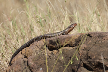 Felsen-Schildechse / Giant plated lizard / Matobosaurus validus