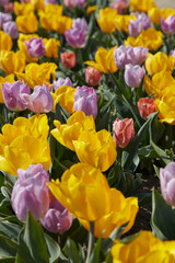 Tulip flowers in yellow and purple colors in spring sunlight