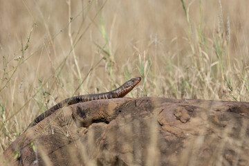 Felsen-Schildechse / Giant plated lizard / Matobosaurus validus
