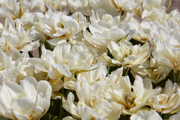 Tulip Exotic Emperor white flowers texture background in spring sunlight - 724592167