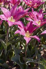 Fototapeta na wymiar Tulip Maytime, purple flowers and field in spring sunlight
