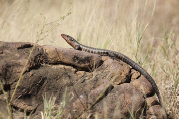 Felsen-Schildechse / Giant plated lizard / Matobosaurus validus