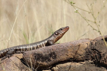 Felsen-Schildechse / Giant plated lizard / Matobosaurus validus