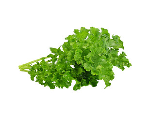 Obraz premium fresh green kale leaves transparent png