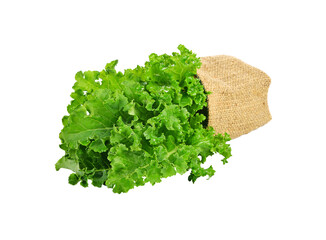 fresh green kale leaves transparent png