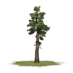 Douglas Fir tree on grass area - on transparent background - 3D Illustration