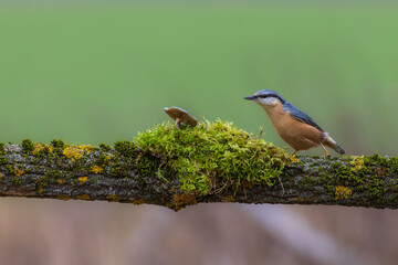 the nuthatch found a mushroom