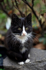 Portrait of cute fluffy street cat
