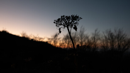夕暮れの枯れた冬の紫陽花