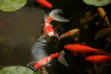 Some red fish in pond