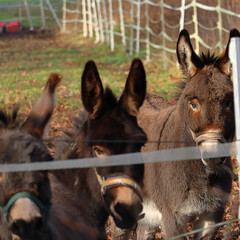 Family of donkeys (Equus asinus)