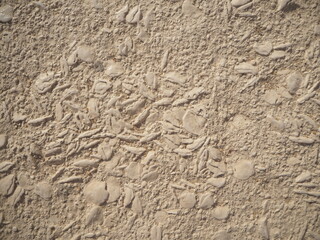 Fossils in the sandstones of the egyptian pyramids