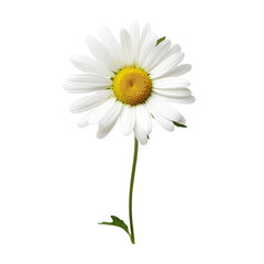 Oxeye isolated on transparent background