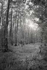 View into a deciduous forest with grass-covered forest floor in black and white
