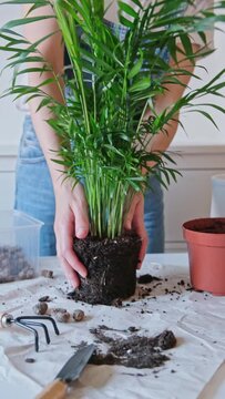 Vertical video of woman is repotting chamaedorea palm plant at home. Houseplant hobby