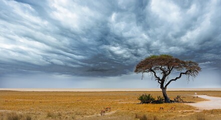 Fototapeta na wymiar Acacia Tree with Etosha Pan in the distance with a few springbok feeding on the dry yellow african plains