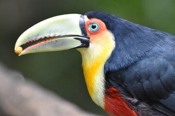 Toucan