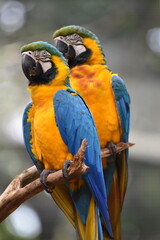 Perroquets
