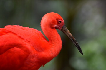 Oiseau rouge 