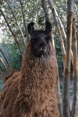 Portrait d'un lama 