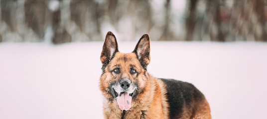 Portrait Of Purebred Adult Alsatian Wolf Dog Winter Day. Curious German Shepherd Dog Look At Camera. Winter Season. Panoramic View. Copy Space.