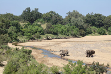 Naklejka na ściany i meble Afrikanischer Elefant im Timbavati River/ African elephant in Timbavati River / Loxodonta africana.