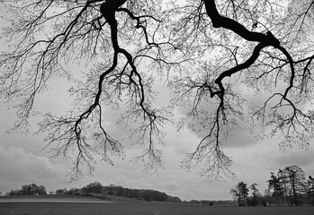 branches of an oak,geäst einer eiche