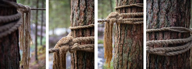 social media stories. collection of vertical backgrounds for social networks, stories. rope on a tree in the forest. old rope tied in a knot to a large tree in the forest. A rope around the trunk  - obrazy, fototapety, plakaty