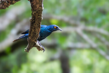 Bright blue Cape starling on a branch