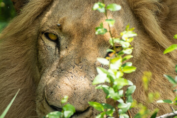 A proud lion stares out from the African bush