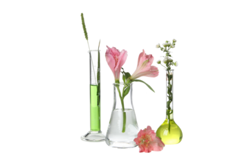 PNG, Test tubes with flowers, isolated on white background