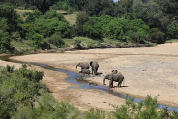 Afrikanischer Elefant im Timbavati River/ African elephant in Timbavati River / Loxodonta africana.