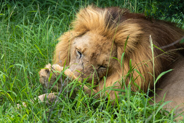 Adult male lion in the grass licking its paw