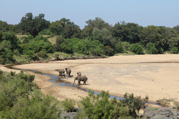 Afrikanischer Elefant im Timbavati River/ African elephant in Timbavati River / Loxodonta africana.