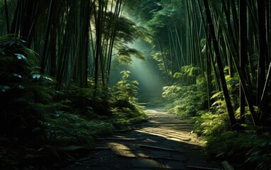 Bamboo Sunlit Pathway Road