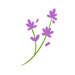 brin de lavande © Intrépide