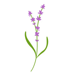 brin de lavande © Intrépide