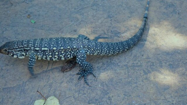 Argentine black-and-white tegu (Tupinambis merianae), reptiles, predator