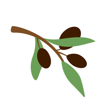 petite branche d'olivier avec deux olives