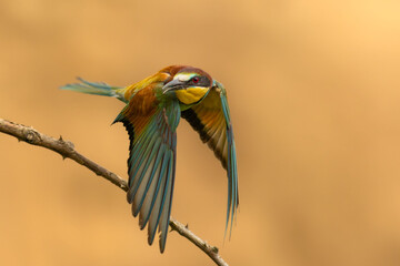 The Bee-eater interesting view