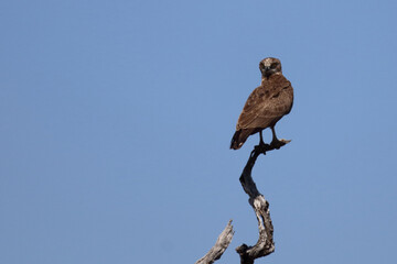 Einfarb-Schlangenadler / Brown snake eagle / Circaetus cinereus.