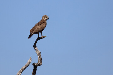 Einfarb-Schlangenadler / Brown snake eagle / Circaetus cinereus.