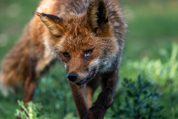 Beautiful very close portrait of a common red fox with a damaged eye while walking on the grass in the Sierra Morena, Andalusia, Spain, Europe