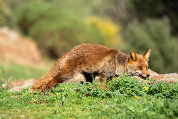 Naklejka na ściany i meble Beautiful side portrait of a common red fox with its mouth open on the grass with vegetation in the background in the Sierra Morena, Andalucia, Spain, Europe